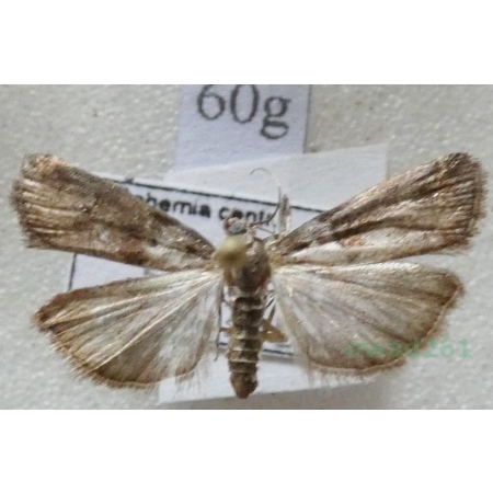 Acrobasis tumidana (Denis & Schiffermüller, 1775) Czech60g